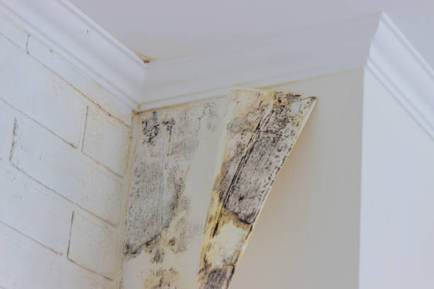 Best Water Damage & Mold Remediation  in Elmwood, IL